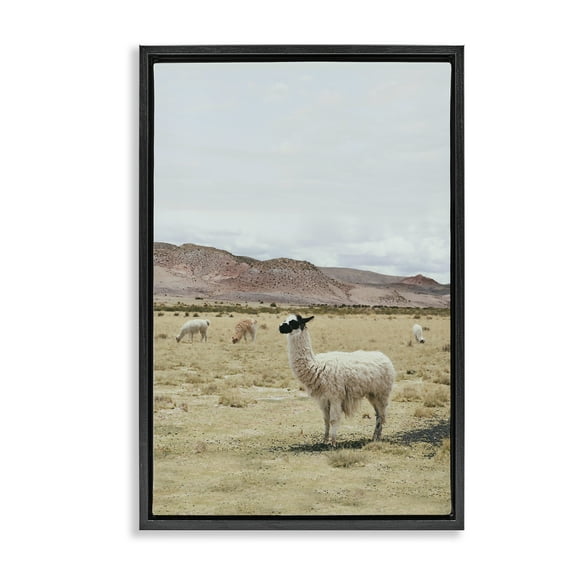 Stupell Industries Wild Alpacas in Desert Animals Photography Black Floater Framed Canvas Art Print Wall Art, 17 x 25