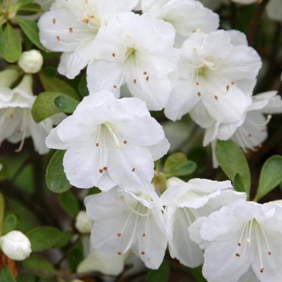 Gumpo White Azalea - Azalea x 'Gumpo White'