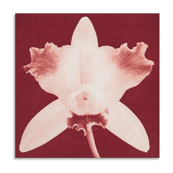 Robert Mapplethorpe Orchid (2) Canvas Famous Paintings, Wall Art Posters, Decorative Hanging Pictures Wall Art Poster Scroll Canvas Painting Picture Living Room Decor Home 20x20inch(50x50cm)
