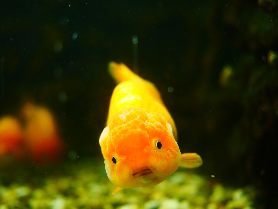 walmart goldfish fish
