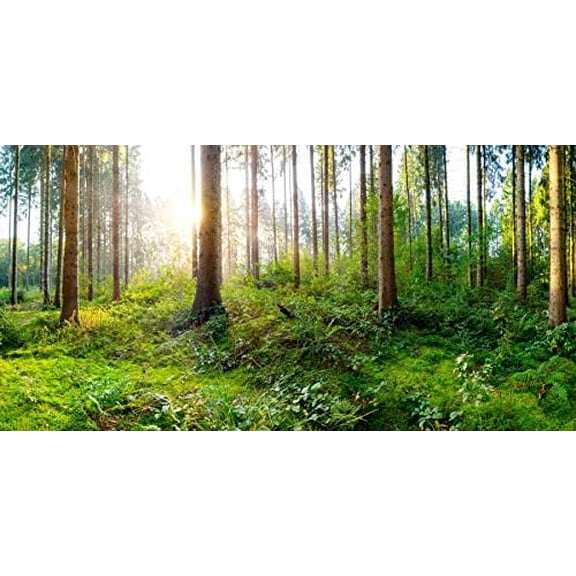 Spring Forest Backdrop for Photography Sunshine Ray Jungle Forest Green Trees Nature Landscape Background for Outdoor Trip Camping Picnic Portrait Photo Props Forest Scenic Wallpaper 7TF*5FT