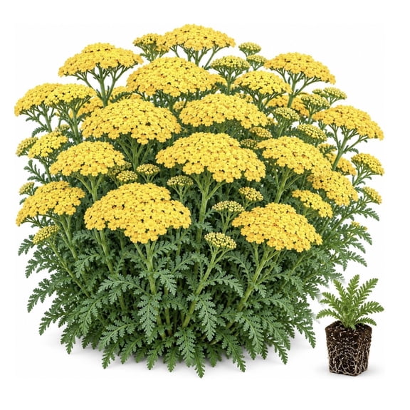 3 Yellow Yarrow Live Plant Plugs | Achillea Perennial Pollinator Plants