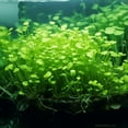 BUY2GET1 Potted Monte Carlo (Micranthemum Tweediei) Freshwater Plants