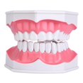 thumbnail image 3 of Modelo de dientes de ense?anza dental con cepillo de dientes Ni?os Educación Modelo de cepillado de s Modelo de cepillado de dientes Modelo de dientes Spptty Instrumentación, 3 of 7