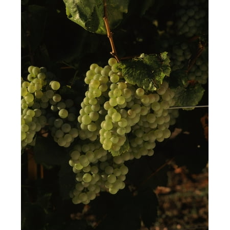 Carneros Chardonnay - Chardonnay grapes in vineyard Carneros Region California USA Canvas Art - Panoramic Images (22 x 27)