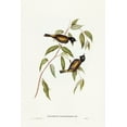 thumbnail image 2 of Gould, John 17x24 White Modern Wood Framed Museum Art Print Titled - Black-headed Honey-eater-Melthreptus melanocephalus, 2 of 4