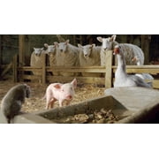 Charlotte's Web (2006) [DVD]