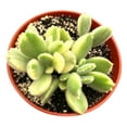 thumbnail image 3 of Variegated Cotyledon Bear Paw Succulents (2"+ Plastic Pot) - Tiny, Lovely, Easy to Care Succulent for Beginners - Live Healthy Succulent for Home Office - Best Trailing Indoor Plant, 3 of 6