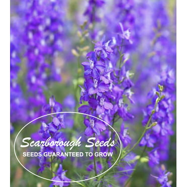 Scarborough Seeds 500 Lavender Seeds HERB NON-GMO MOSQUITO REPELLENT ...