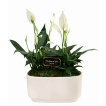 From You Flowers - Thinking of You Peace Lily Duo for Birthday, Anniversary, Get Well, Congratulations, Thank You, All Occasions