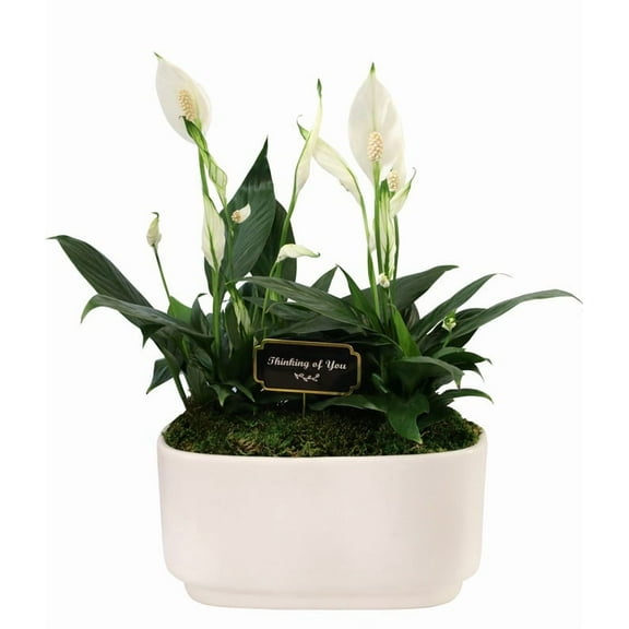 From You Flowers - Thinking of You Peace Lily Duo for Birthday, Anniversary, Get Well, Congratulations, Thank You, All Occasions