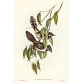 thumbnail image 2 of Gould, John 23x32 Black Ornate Wood Framed with Double Matting Museum Art Print Titled - Black-throated Psophodes-Psophodes nigrogularis, 2 of 4