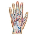 thumbnail image 2 of Anatomy of back of human hand Poster Print, 2 of 2