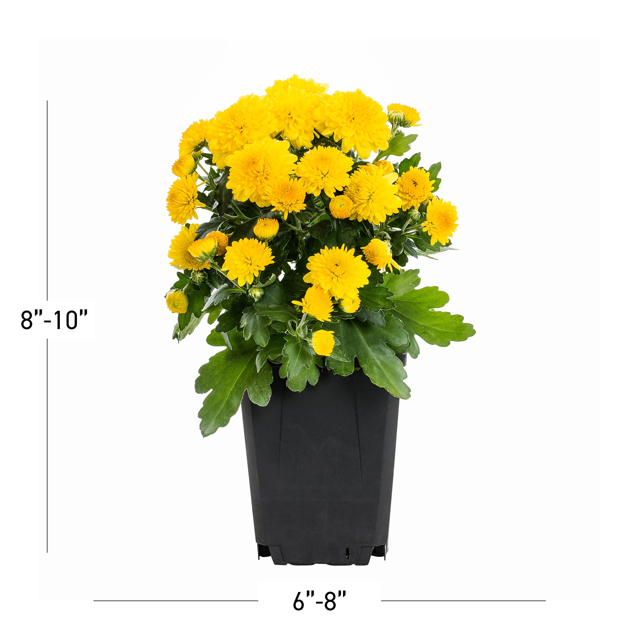 Expert Gardener 8" Yellow Garden Mum Live Plants in Grower Pots (5 Count)