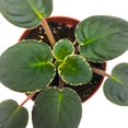 thumbnail image 5 of Harmony Foliage African Violet Rivermist Venus 4 inch Pink Flower, 5 of 10