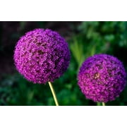 Purple Sensation Allium Bulbs Ready to Grow Indoors or Outdoors