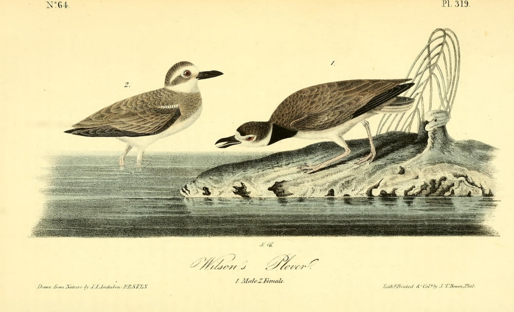 Birds Of America 18