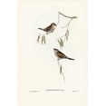 thumbnail image 2 of Gould, John 13x18 White Modern Wood Framed Museum Art Print Titled - Plain-coloured Finch-Amadina modesta, 2 of 4