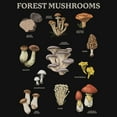 thumbnail image 2 of Girl's Lost Gods Forest Mushrooms Graphic T-Shirt, 2 of 4