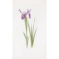 thumbnail image 3 of William Rickatson Dykes 16x24 Black Modern Framed Museum Art Print Titled - Iris Sikkimensis (1913), 3 of 5