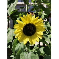 Procut Lemon Sunflower Autumn Cut Flowers Premium Seed Packet