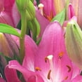 thumbnail image 3 of Bouquet de lilis orientales 4 tallos, 3 of 4