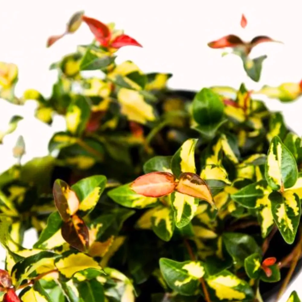 Summer Sunset Jasmine – live starter plants less than 12 inches tall