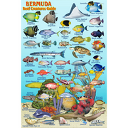 Franko Maps Bermuda Mini Fish ID-Card