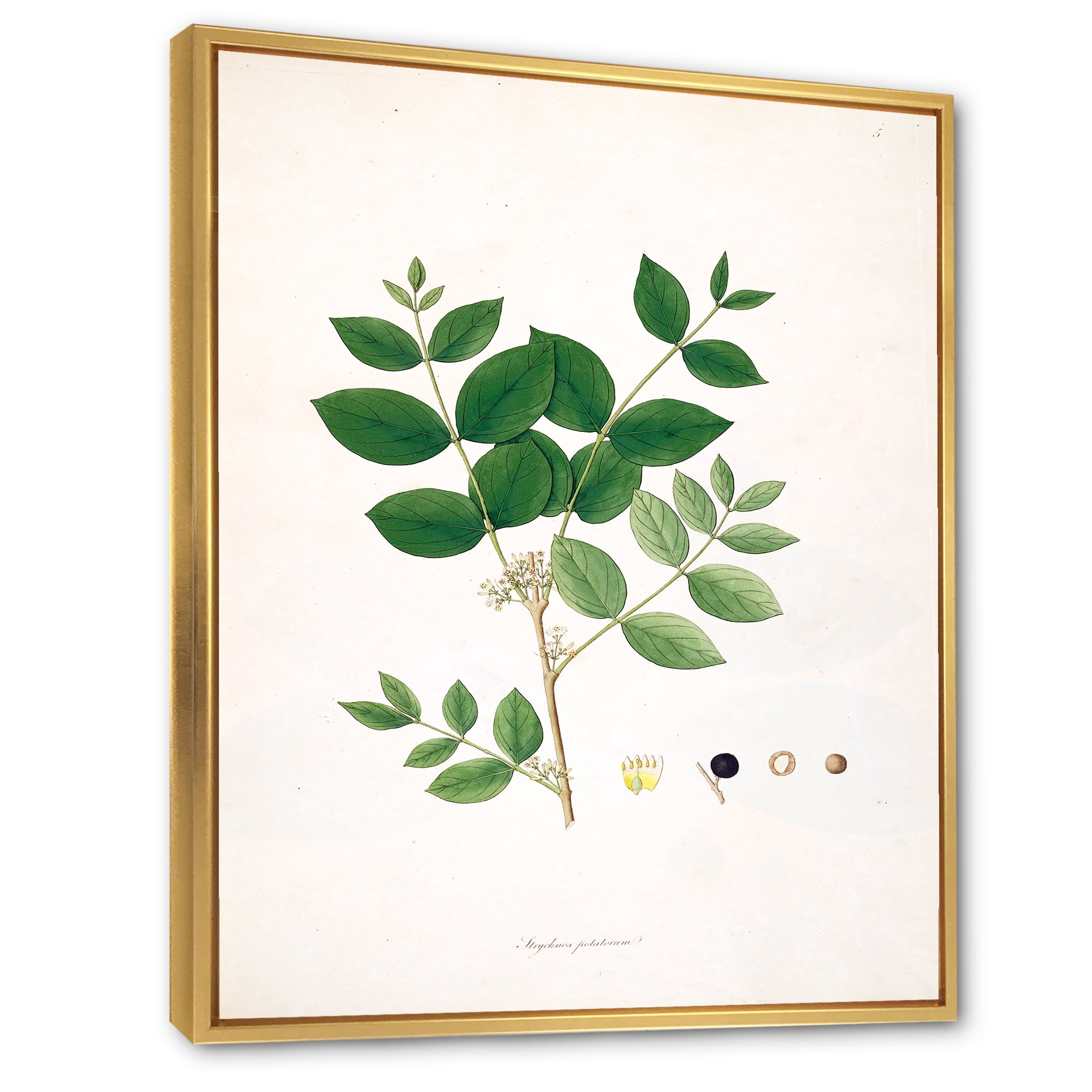 Ancient Botanicals VI 12 in x 20 in Framed Painting Canvas Art Print, by Designart