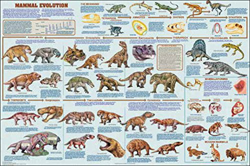 Moths of the World Laminated Educational Science Classroom Chart Poster 24x36 