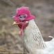 thumbnail image 4 of Sombreros De Pollo Para Gallinas Pequeños Y Divertidos Accesorios De Pollo Sombrero De Plumas De Moda Con Correa Elástica Ajustable Para Gallos, Loros Y Aves De Corral Elegante Disfraz De Espectáculo, 4 of 4