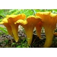 thumbnail image 2 of GSDWIUEW Chantarelle Mushroom Spawn Mycelium Spores for Planting, 2 of 8