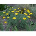 thumbnail image 5 of 250 GOLD Golden Yellow YARROW Achillea Millefolium Flower Seeds, 5 of 5