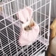 thumbnail image 1 of Hamster Hammock Velvet Cute Rabbit Ears Shape Small Pet Sleeping Bed Hanging NestS He Qiyong unisex, 1 of 2