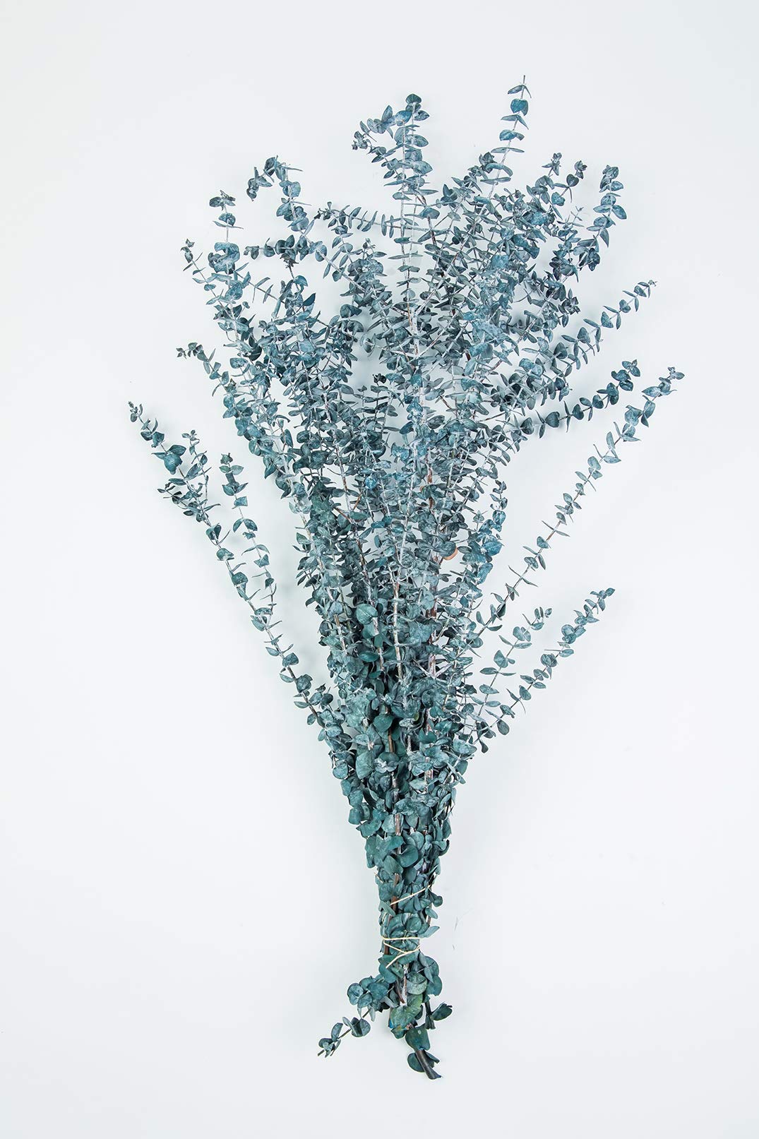 Collection By Tiffany California Preserved Eucalyptus Stems 812Oz