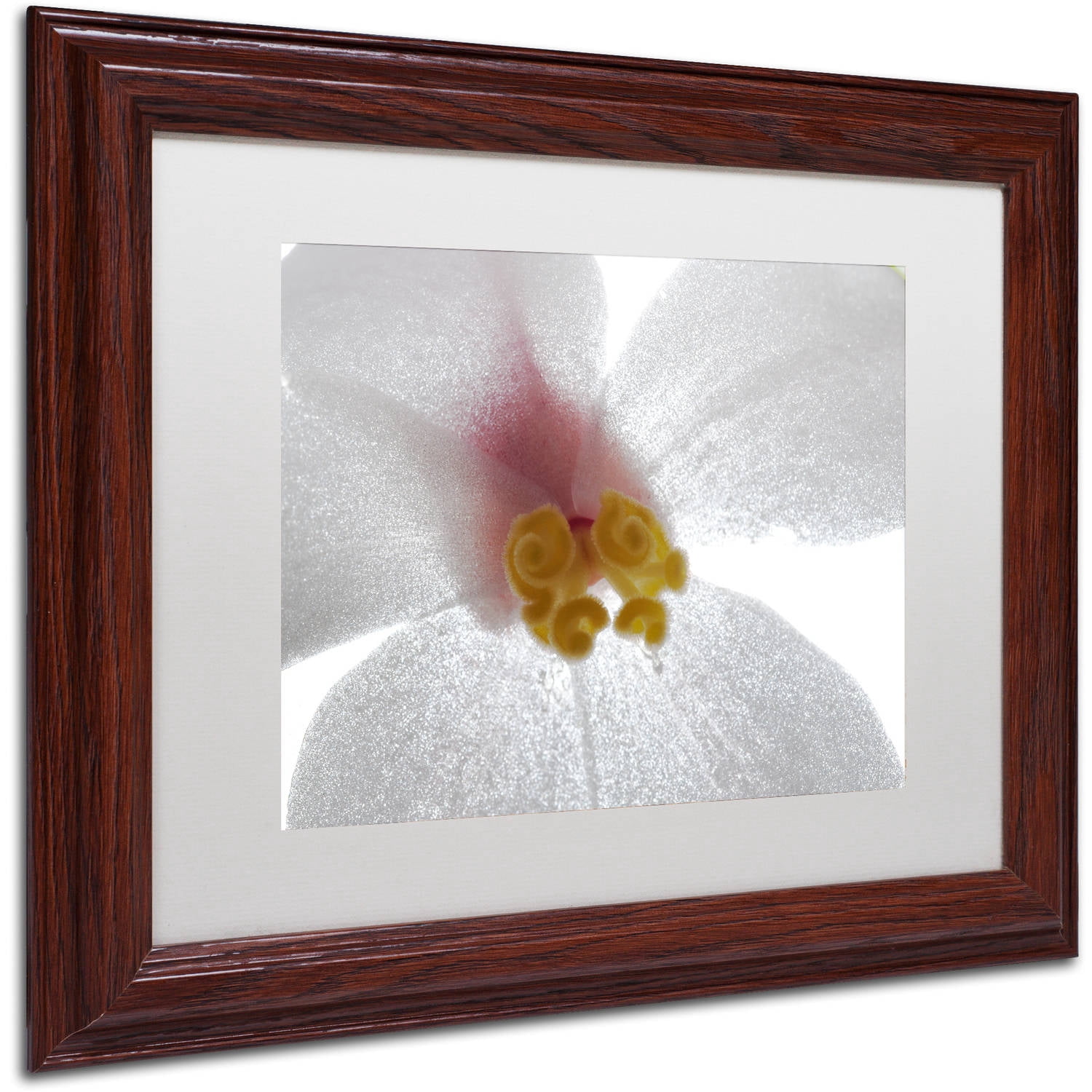 Trademark Fine Art "Escargo Begonia Flower" Canvas Art by Kurt Shaffer, White Matte, Wood Frame
