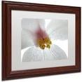 thumbnail image 2 of Trademark Fine Art "Escargo Begonia Flower" Canvas Art by Kurt Shaffer, White Matte, Wood Frame, 2 of 4