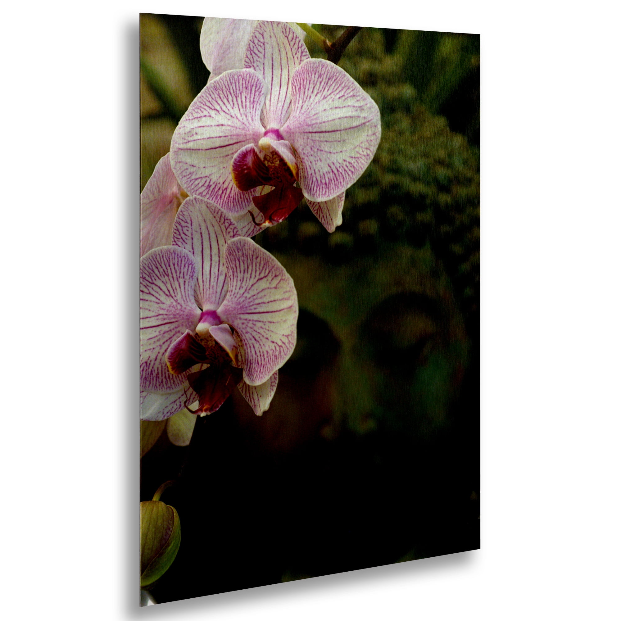 Trademark Fine Art 'Orchids and Buddha' Brushed Aluminum Wall Art Art by Kurt Shaffer