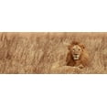 thumbnail image 2 of Michal, Susan 14x8 Gold Ornate Wood Framed with Double Matting Museum Art Print Titled - Majestic Lion, 2 of 4