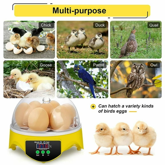 SHANNA Egg Incubator 7 Eggs Poultry Chicken Hatching Machine with Temperature Control
