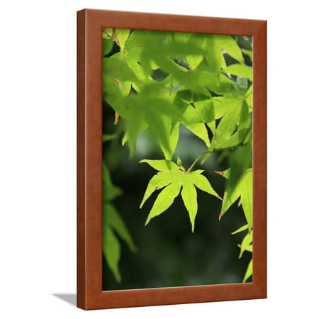 Les Paul Maple Neck - Bright Green Japanese Maple Trees in their Spring Foliage at the Ryouan-Ji Temple, Kyoto, Japan Framed Print Wall Art By Paul Dymond