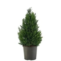 Expert Gardener 2.25 Gallon Leyland Cypress Evergreen Live Shrub