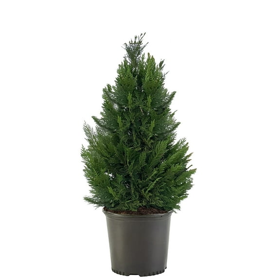 Expert Gardener 2.25 Gallon Leyland Cypress Evergreen Live Shrub