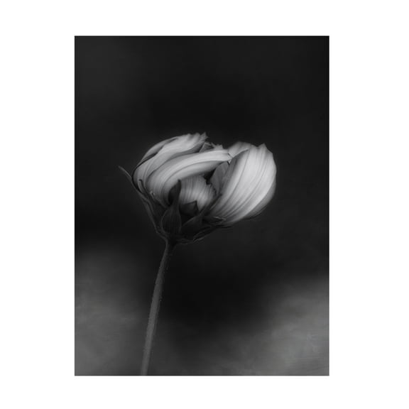 Canvas Wall Art - Lotte Gronkjar 'Cosmos' Wall Art for Living Room, Bedroom, or Office Décor by Trademark Fine Art - 14 x 19 Inches