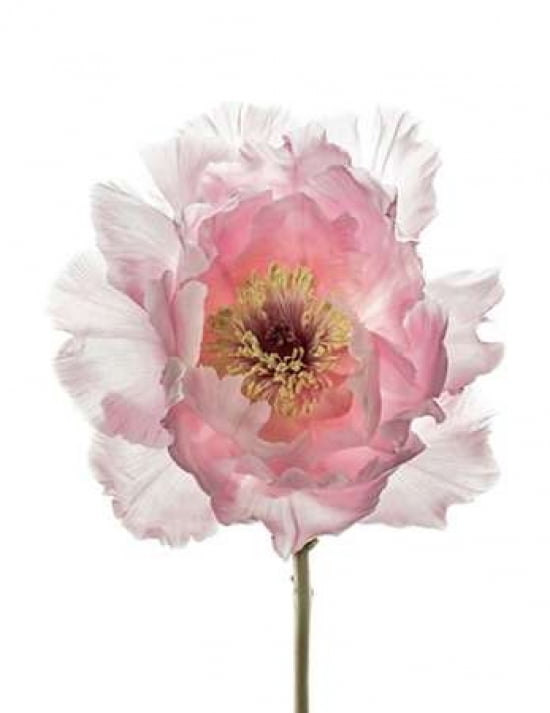 Champagne Pink Peon