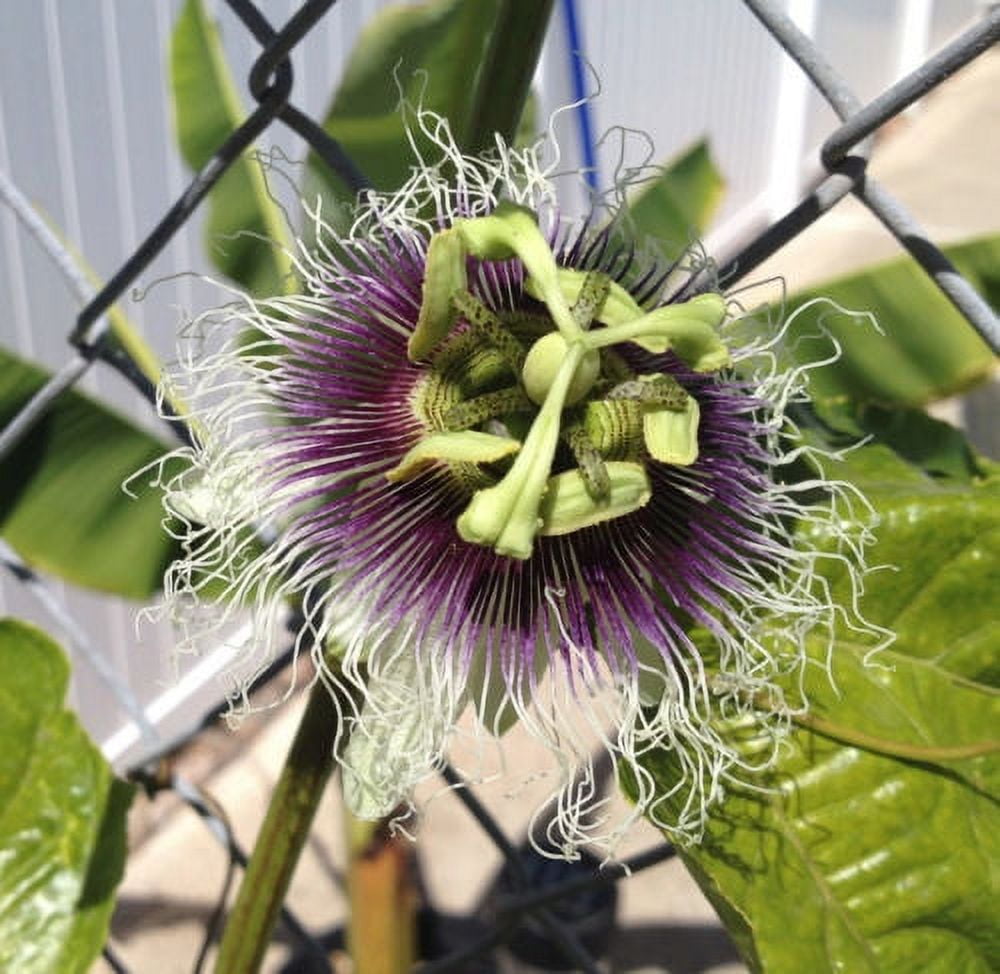 Red Rover Passion Fruit Vine  Edible Passion Fruit - Live Plant - Passiflora Edulis