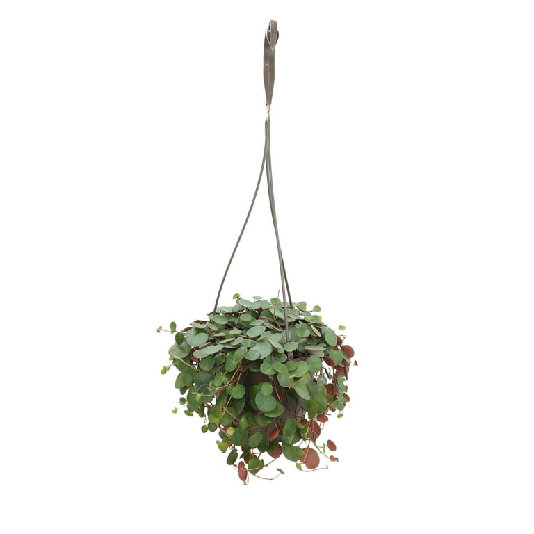 indoor plant fertilizer liquid Espoma Indoor Liquid Fertilizer main image 1