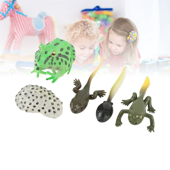 Cycle de Croissance de Têtard, PVC 5 Pcs Étape de Croissance Simulation Têtard Réaliste Détaillé pour Décoration de Maison Bureau Fête