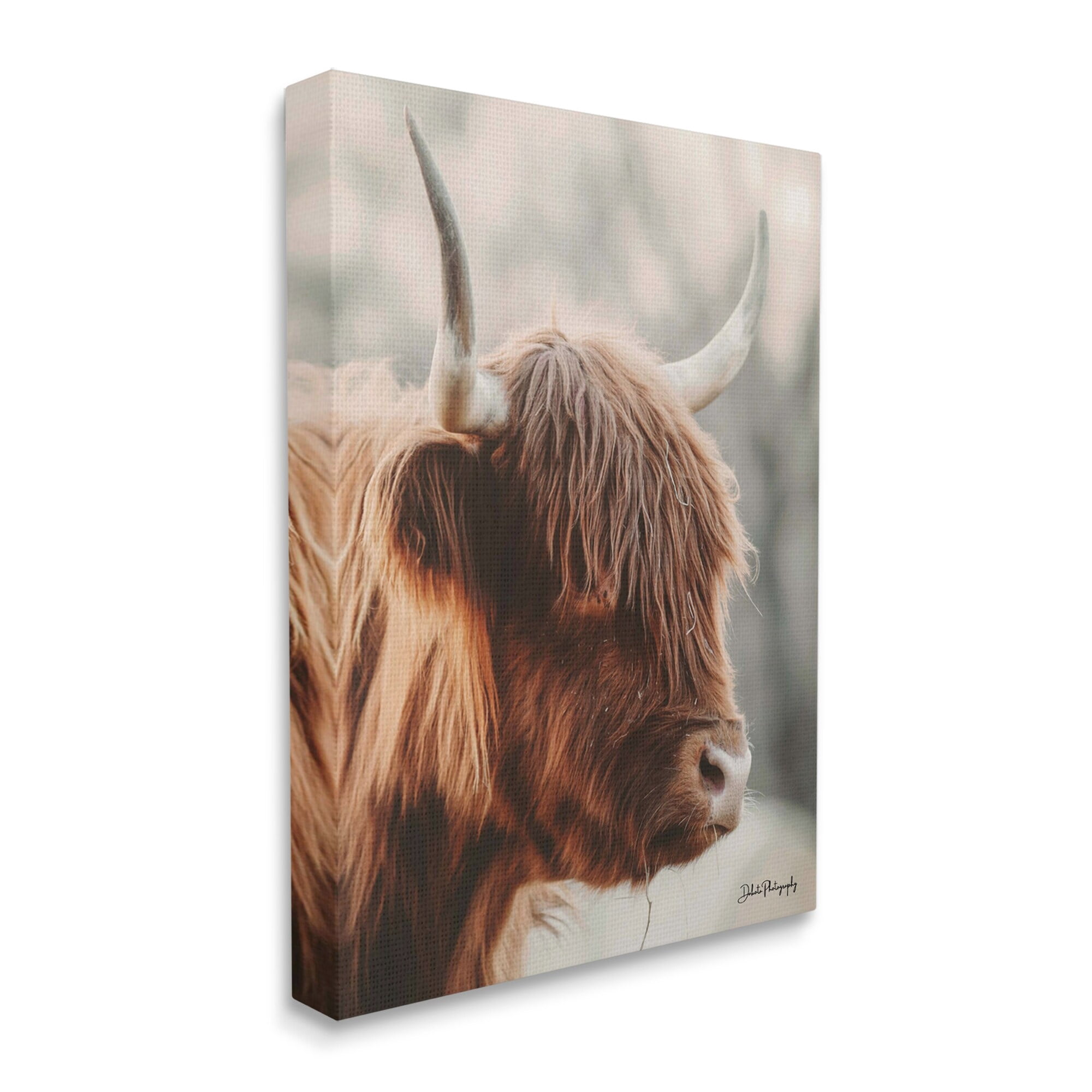 Stupell Industries Calm Highland Cow Cattle Portrait Horns Photography Photograph Gallery Wrapped Canvas Print Wall Art, Design by Dakota Diener