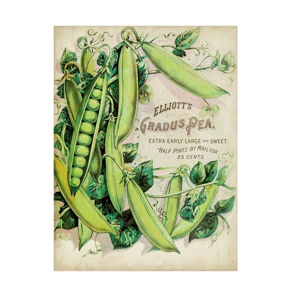 Unknown 'Antique Seed Packets V' Canvas Art